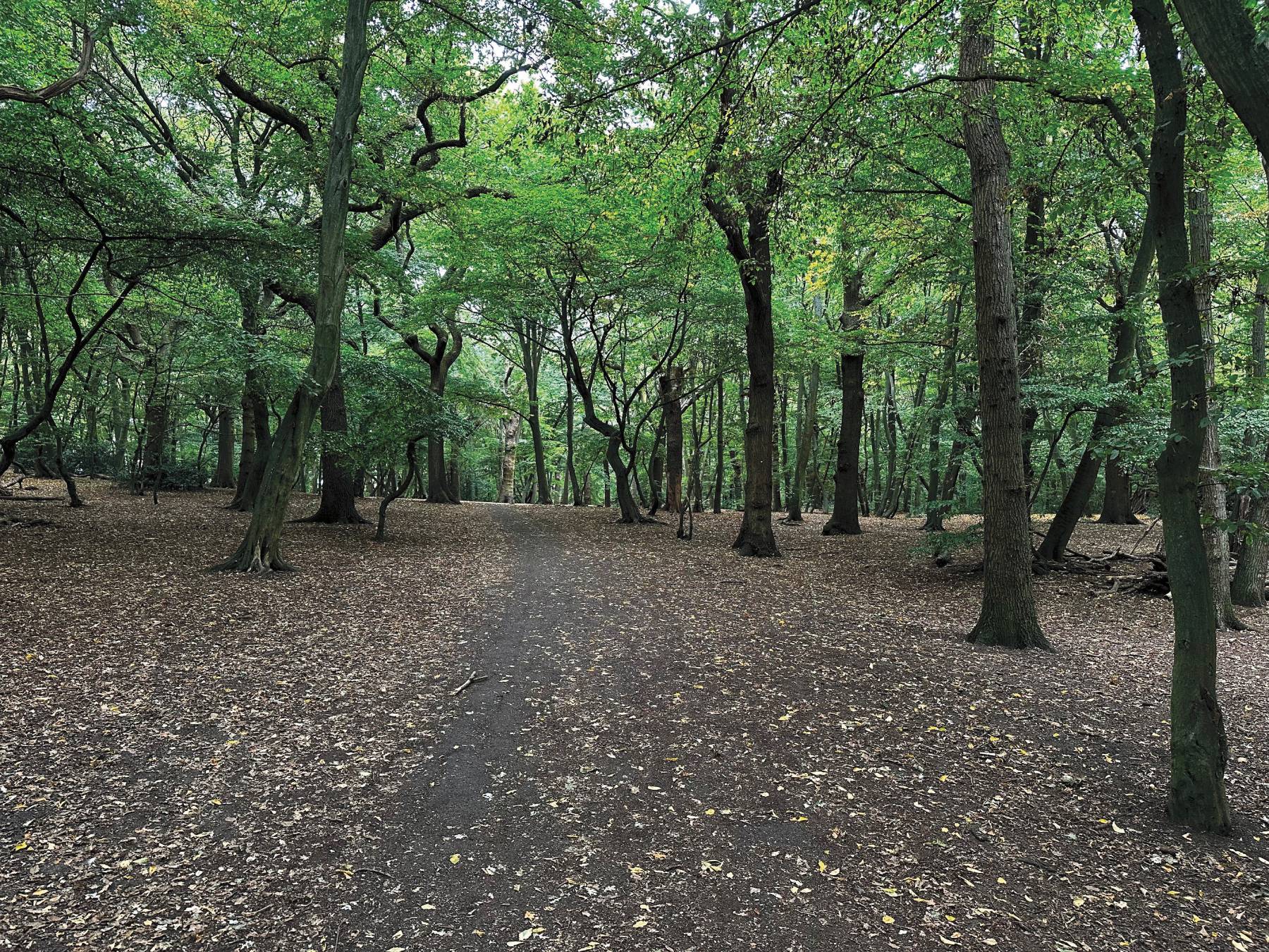 A forest with a floor with no understory.